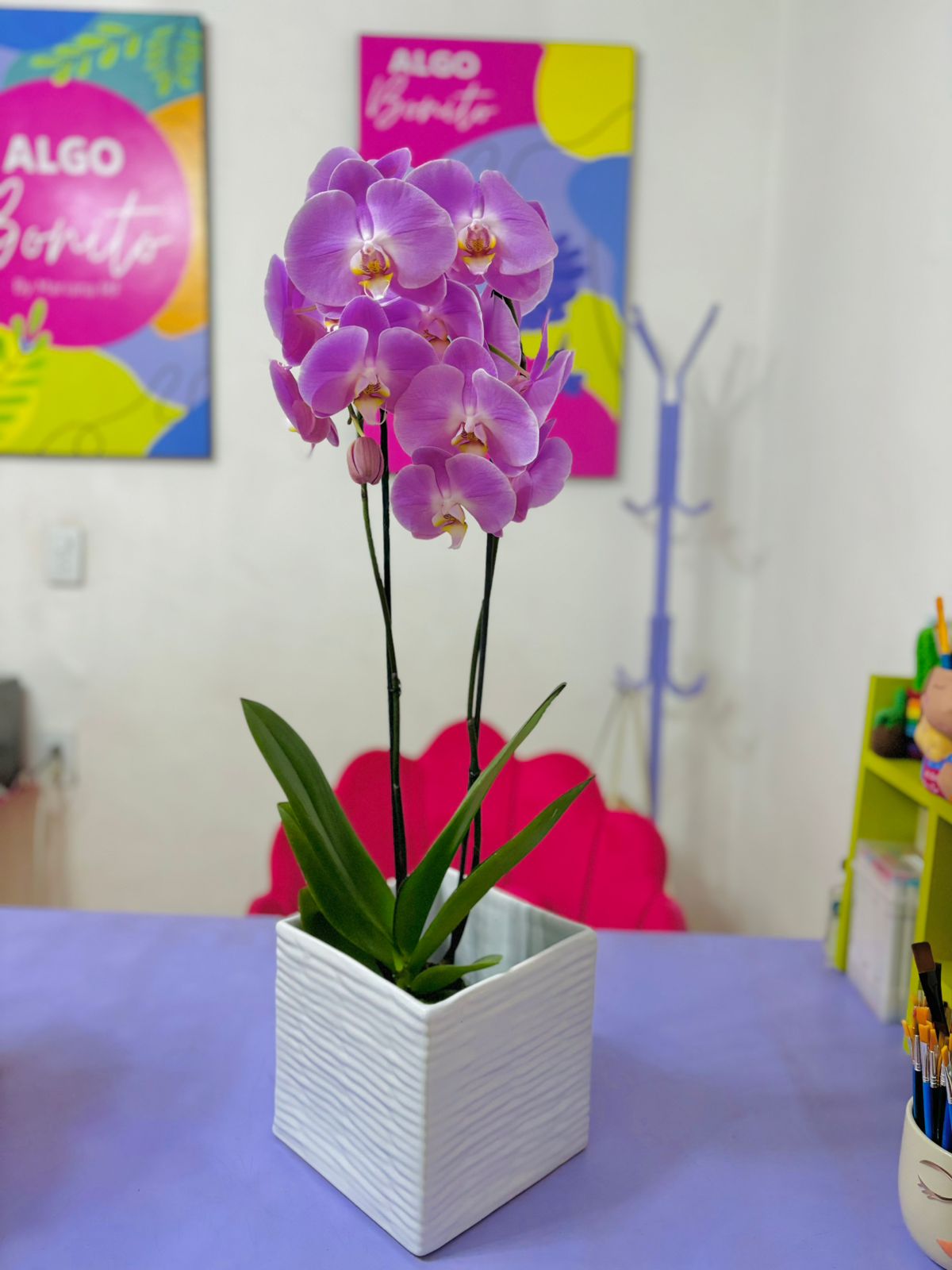 Orquídea Elegancia en Maceta